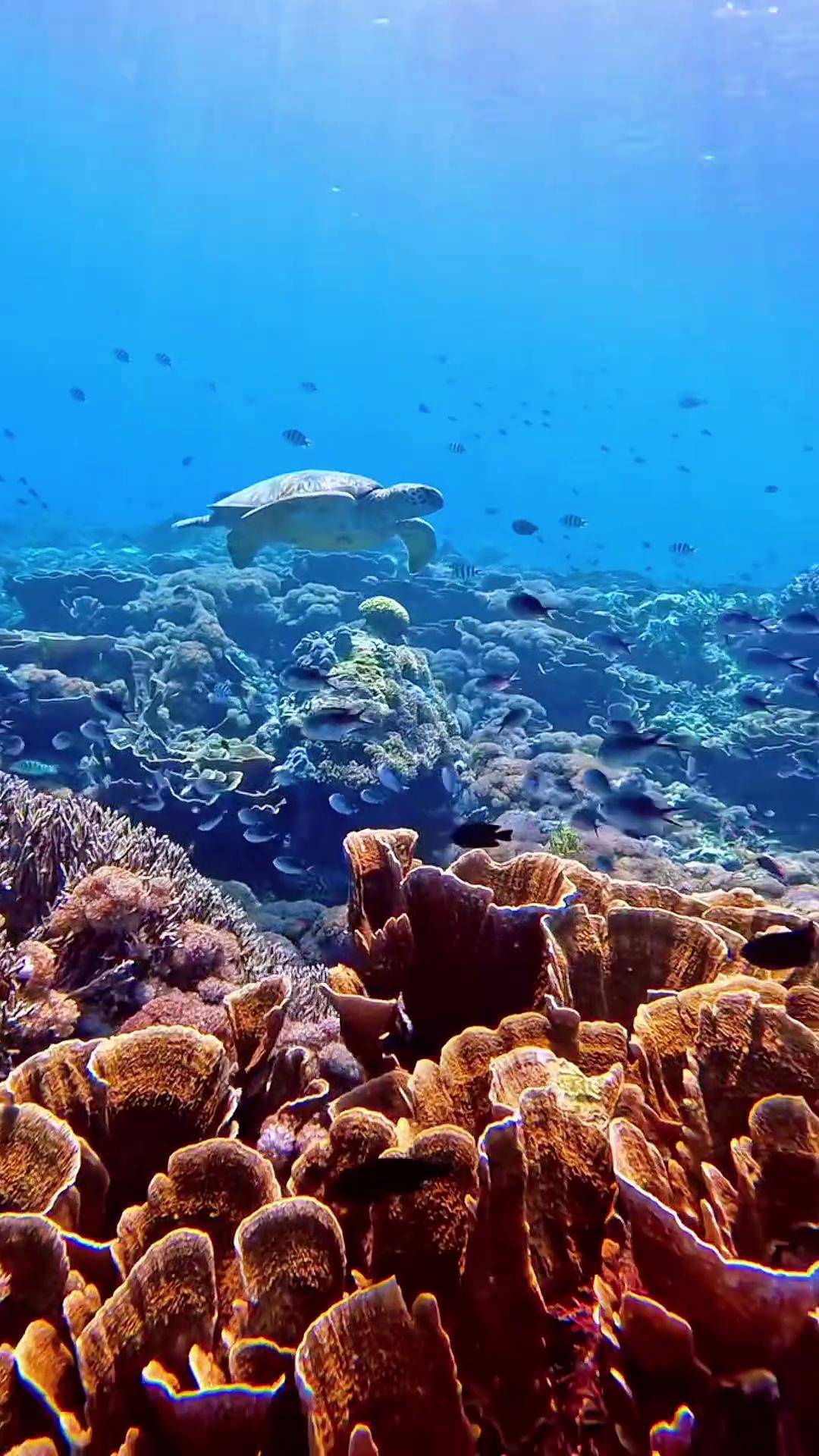 一起去看夢(mèng)幻般的海底世界 珊瑚島與魚群！